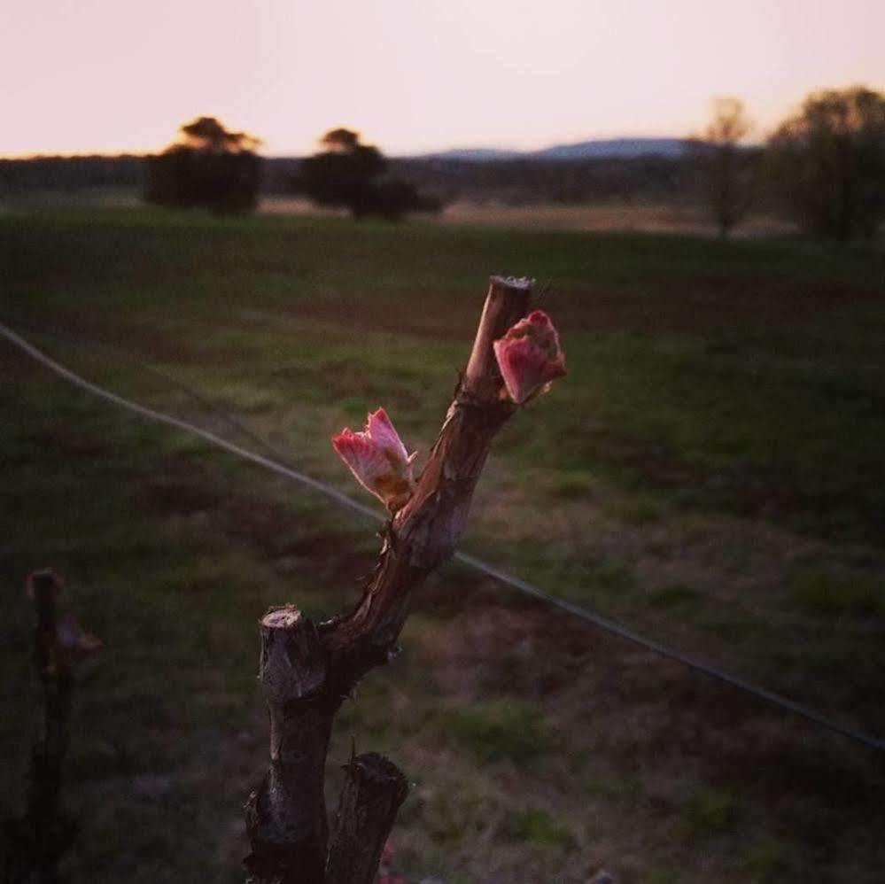 Petersons Winery And 4* Armidale
